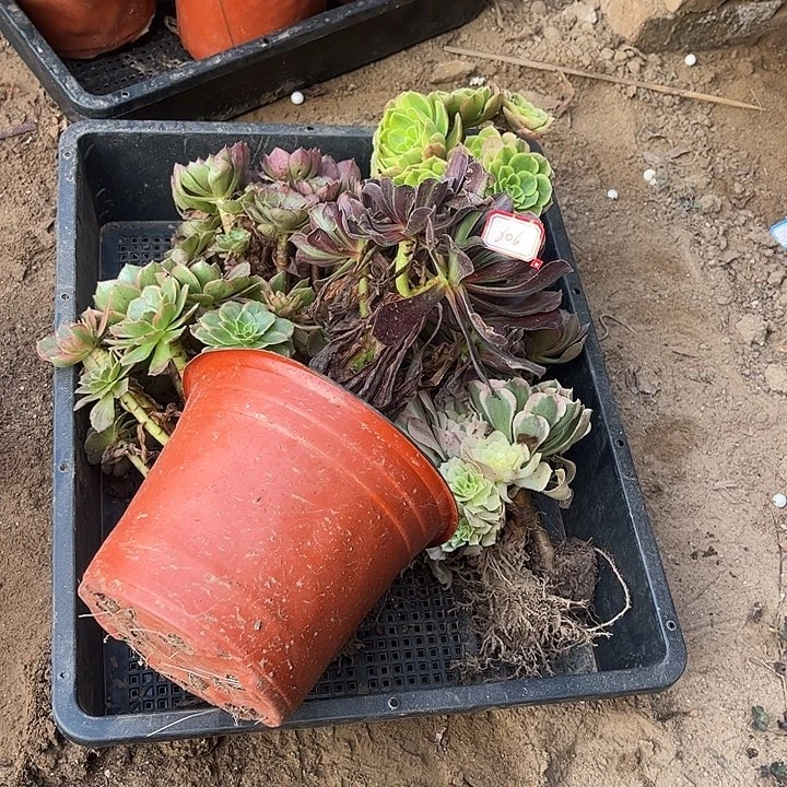 806多肉植物组合，