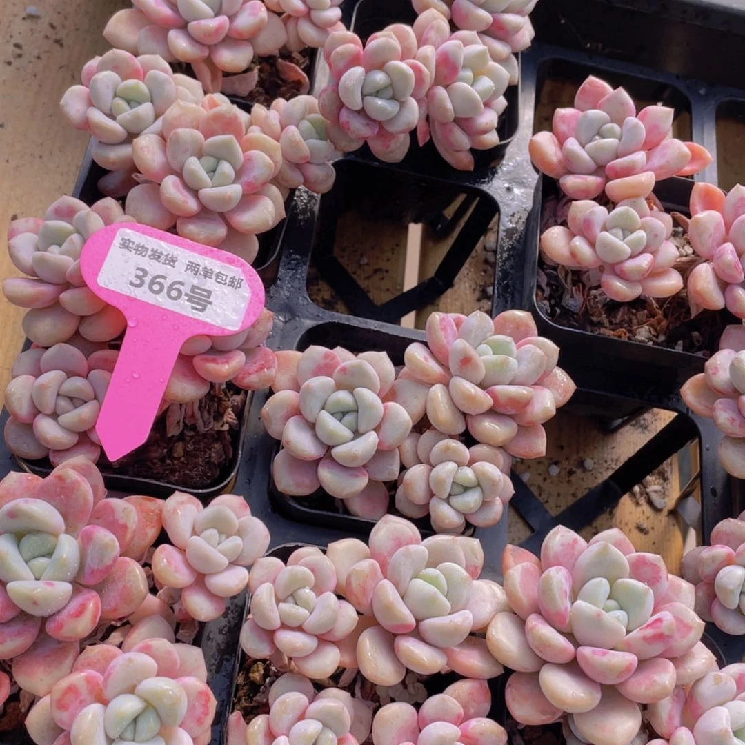 366号 白鹭花斑露群生一个