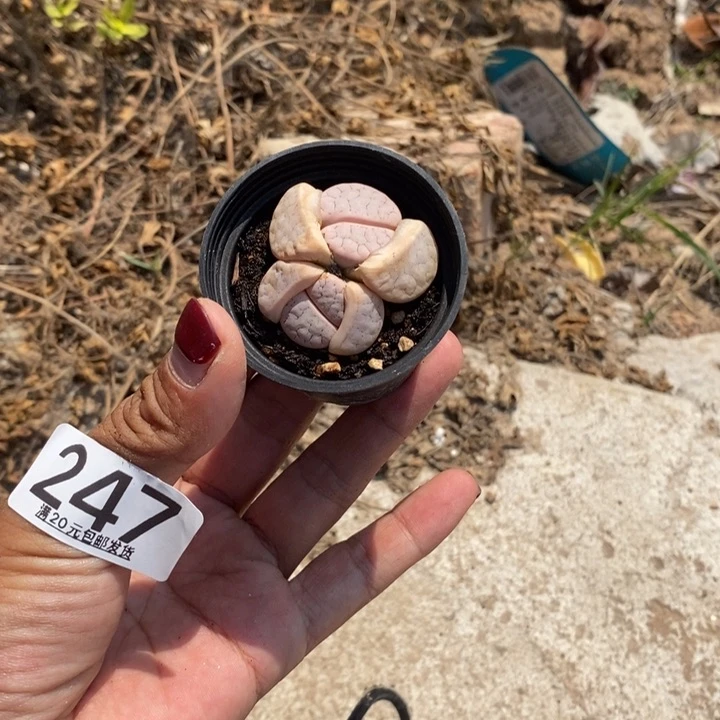 柏*崧生石花等植物243