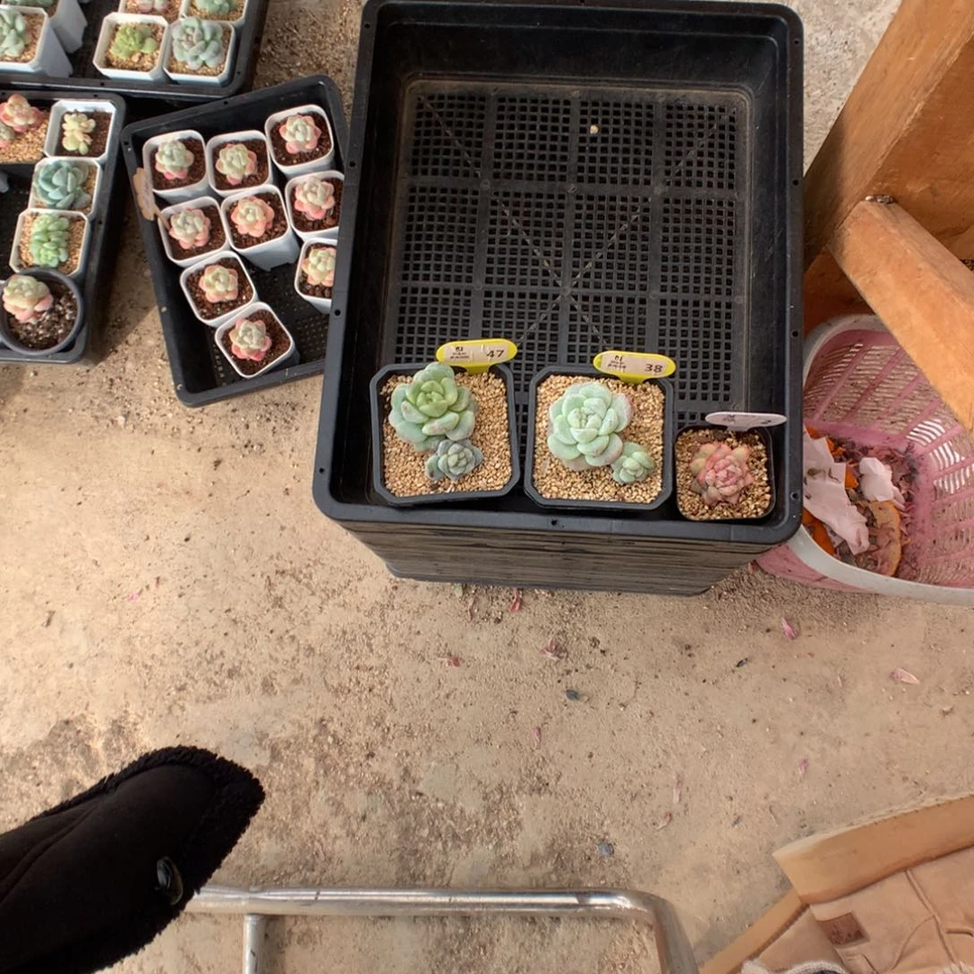 张***宝47-38-2 冰玉石化多肉