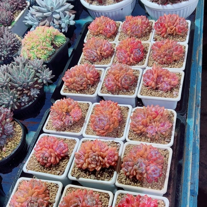 精品多肉植物老桩随机发一棵橙子