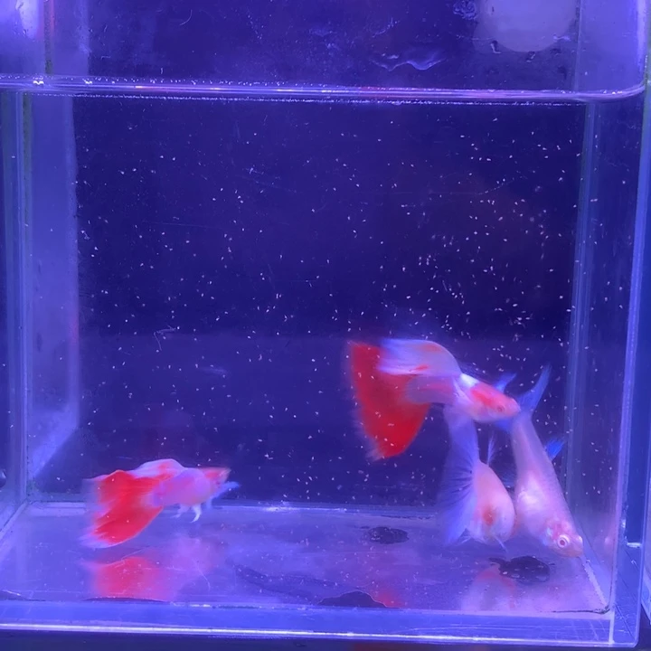 孔雀鱼欧翼火烧云2对