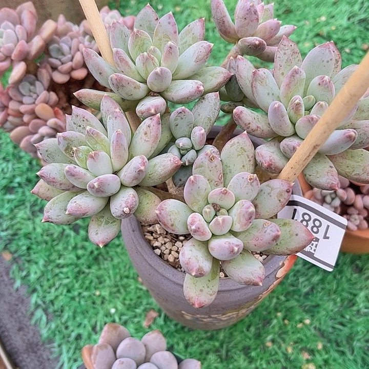 星月菩提1881多肉植物