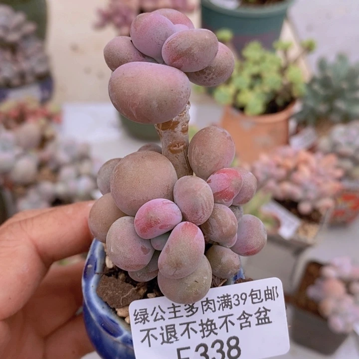 腰子桃蛋338多肉植物