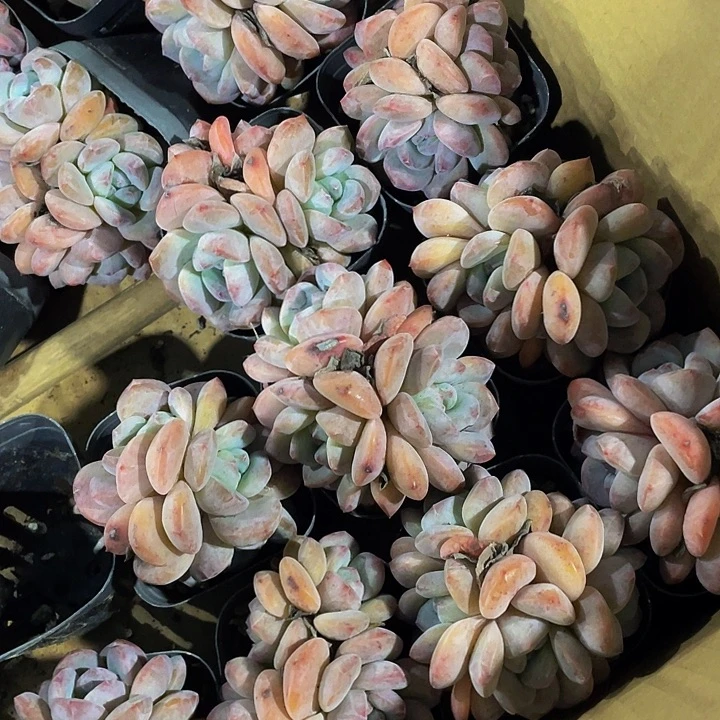 三头肥星影带盆土发