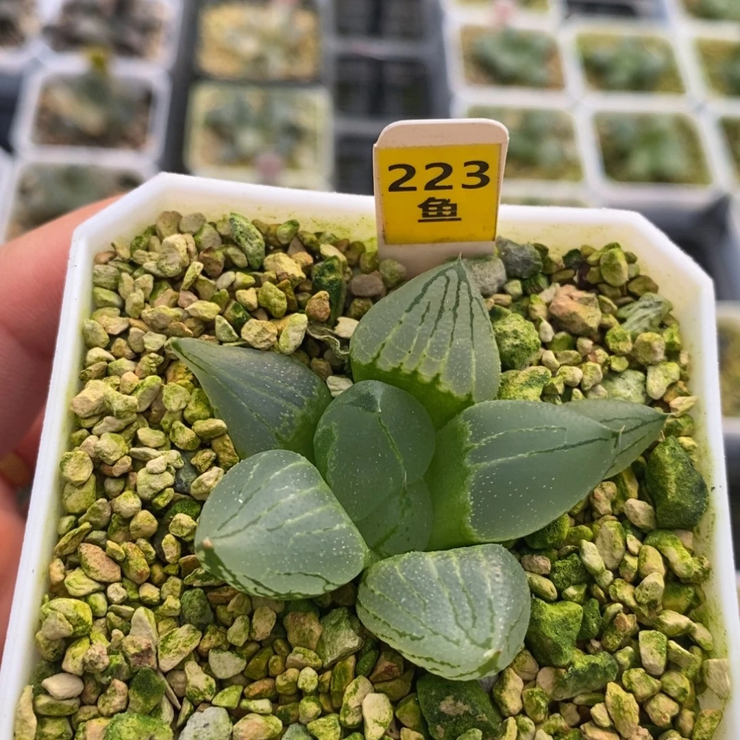 223虞美人十二卷多肉植物