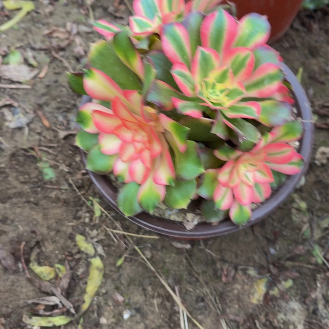 838多肉植物捧花的时候