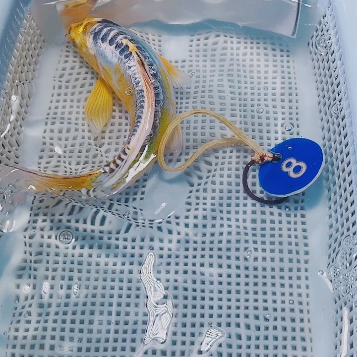 海水鱼锦鲤观赏鱼8