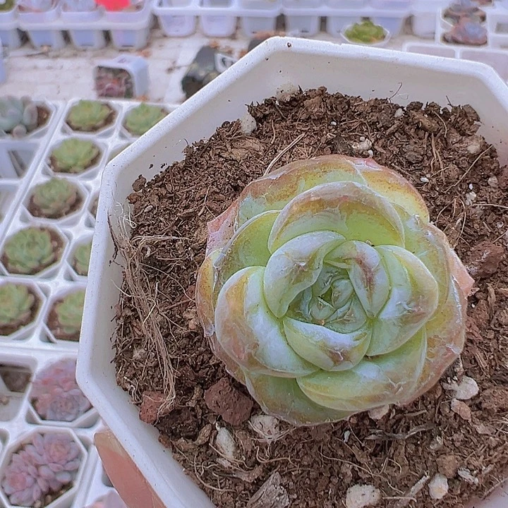 方糖19包邮多肉植物