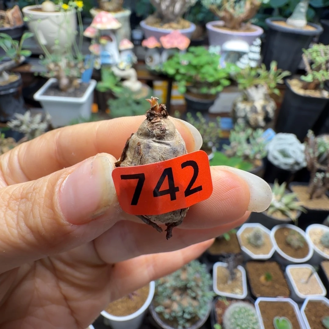 肾叶洋葵742仙人掌