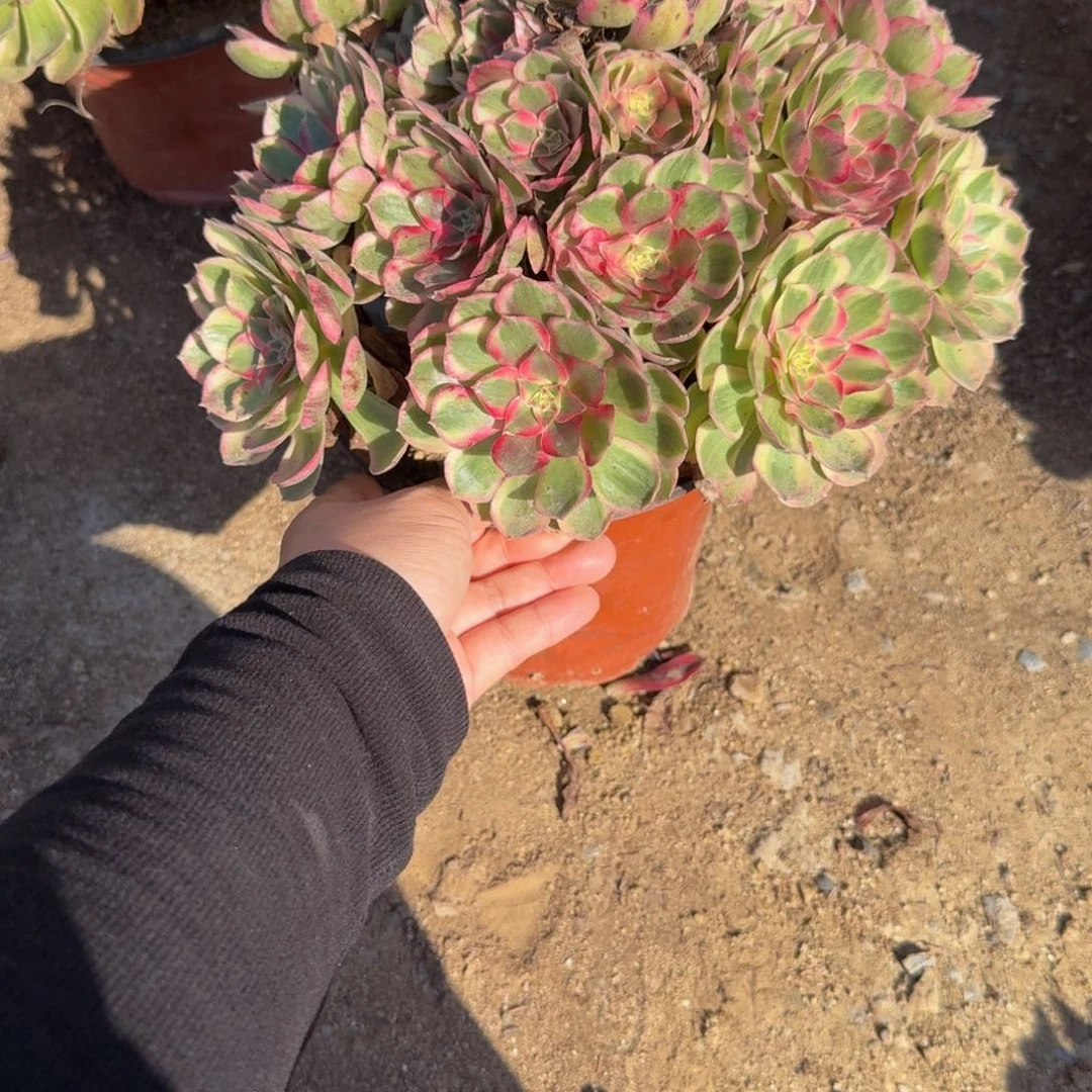 928瑶光。多肉植物