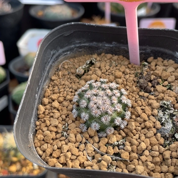 实生克氏丸293400000