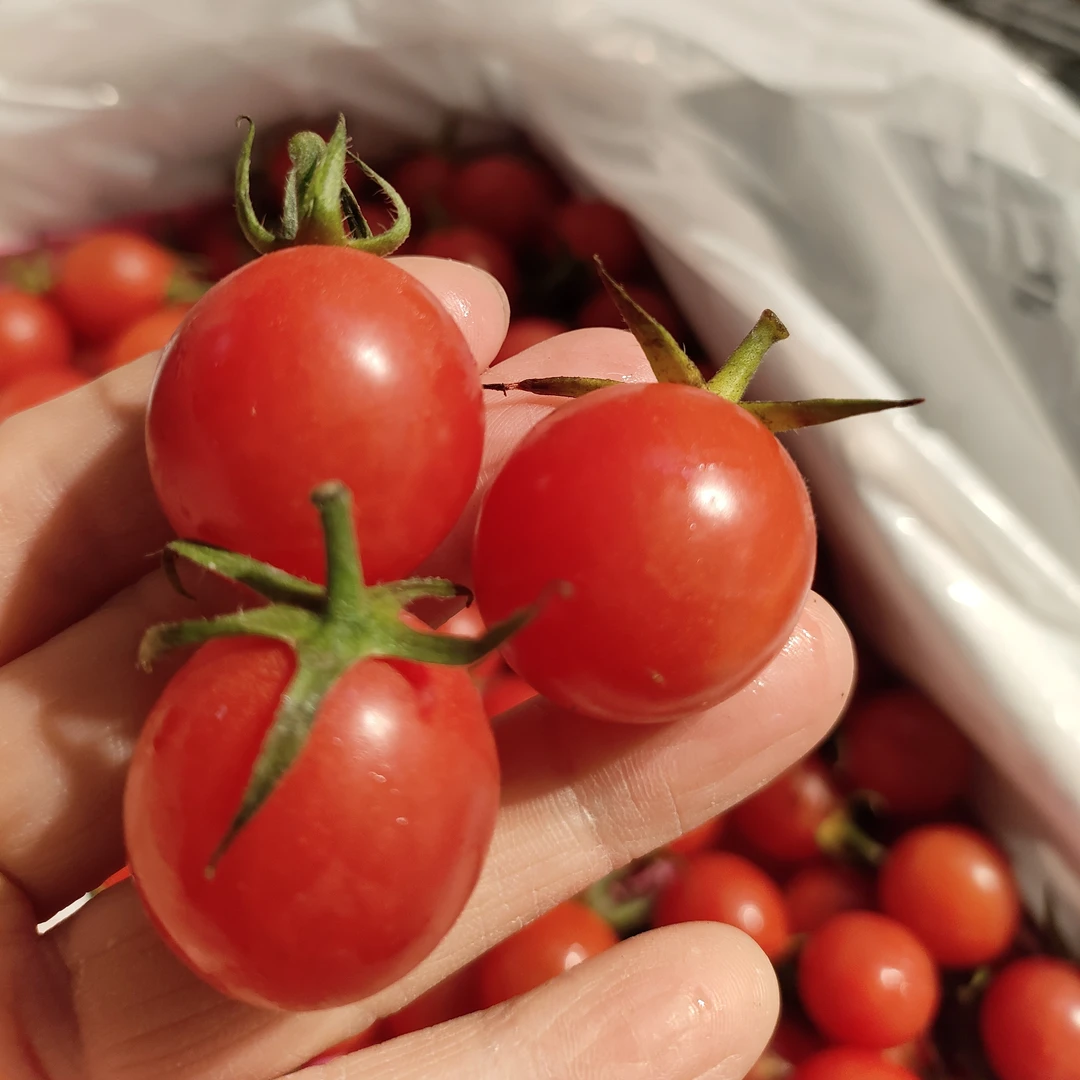 千玺番茄小番茄500克番茄同城配千玺辽宁省