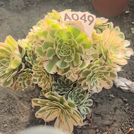 049倾城法师3-22花花