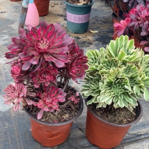 两颗多肉植物061