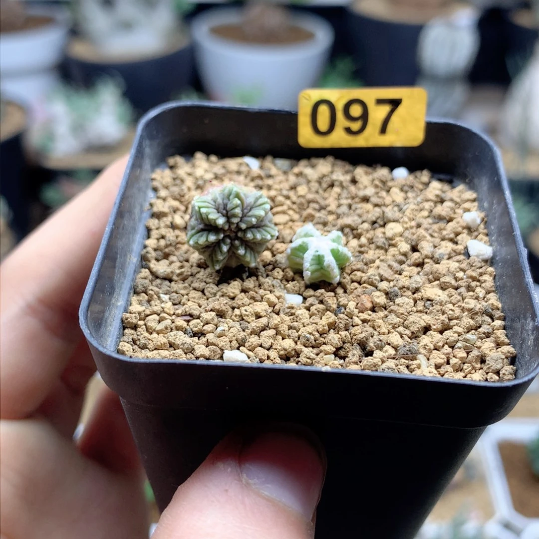 白*?辛顿花龙 老花龙