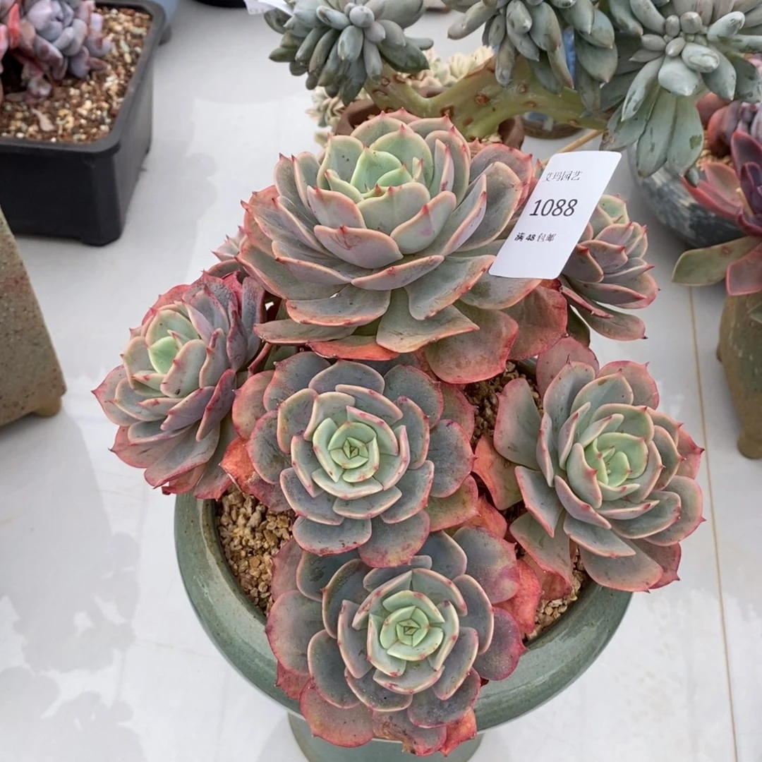 白雪公主群生多肉多肉088