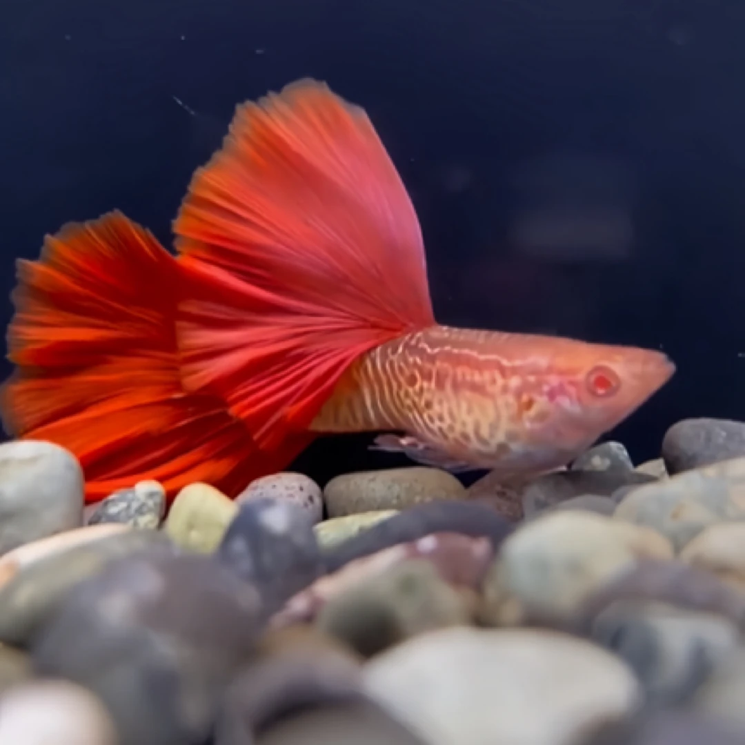 孔雀鱼（活体宠物无开箱视频、入缸不包损）