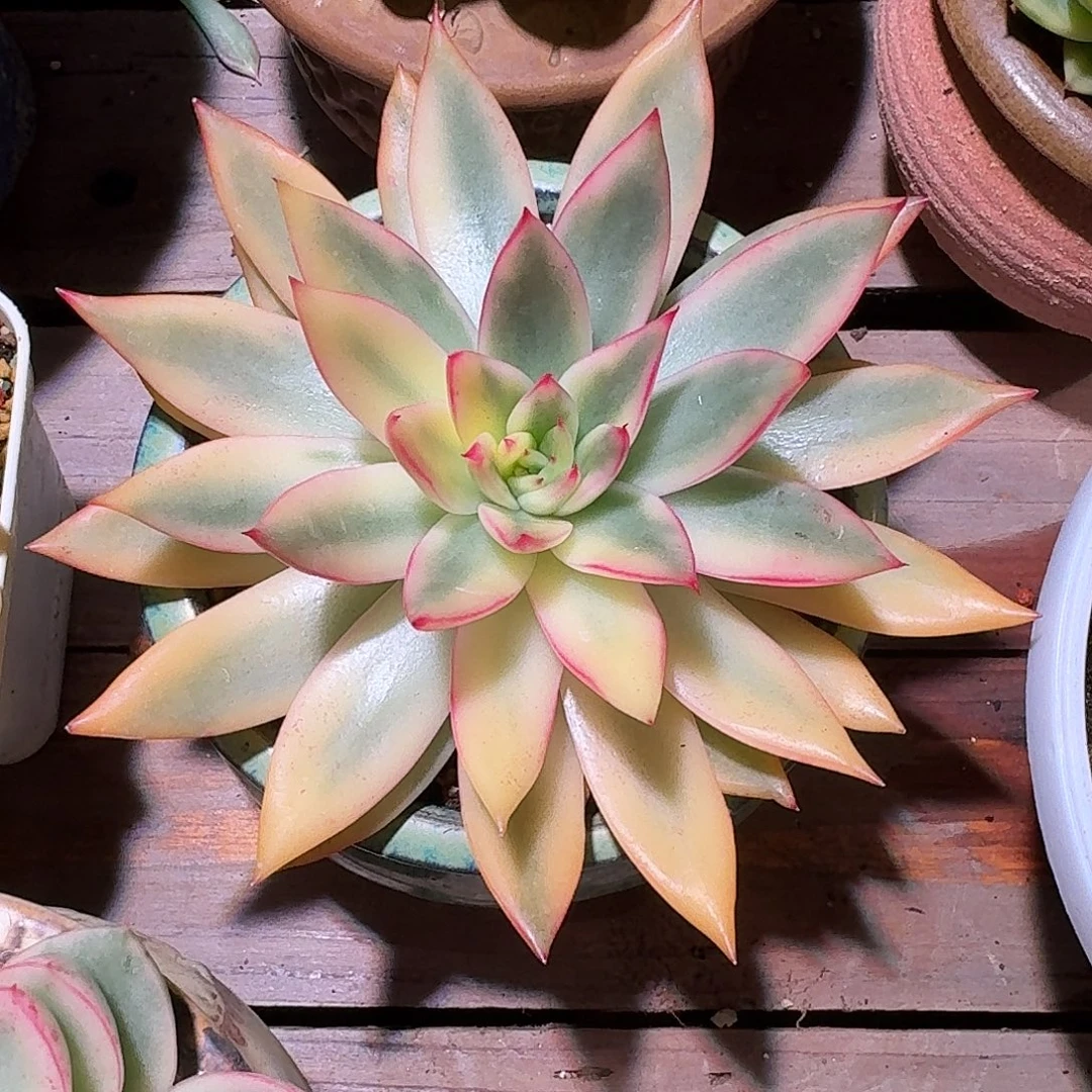 庆山锦多肉多肉多肉