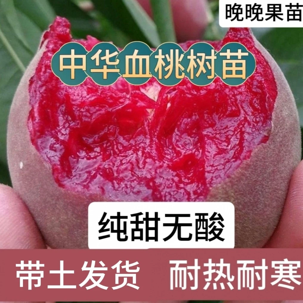 （带土发货）中华血桃树果苗南北方地栽种植特大果树苗盆栽早晚熟