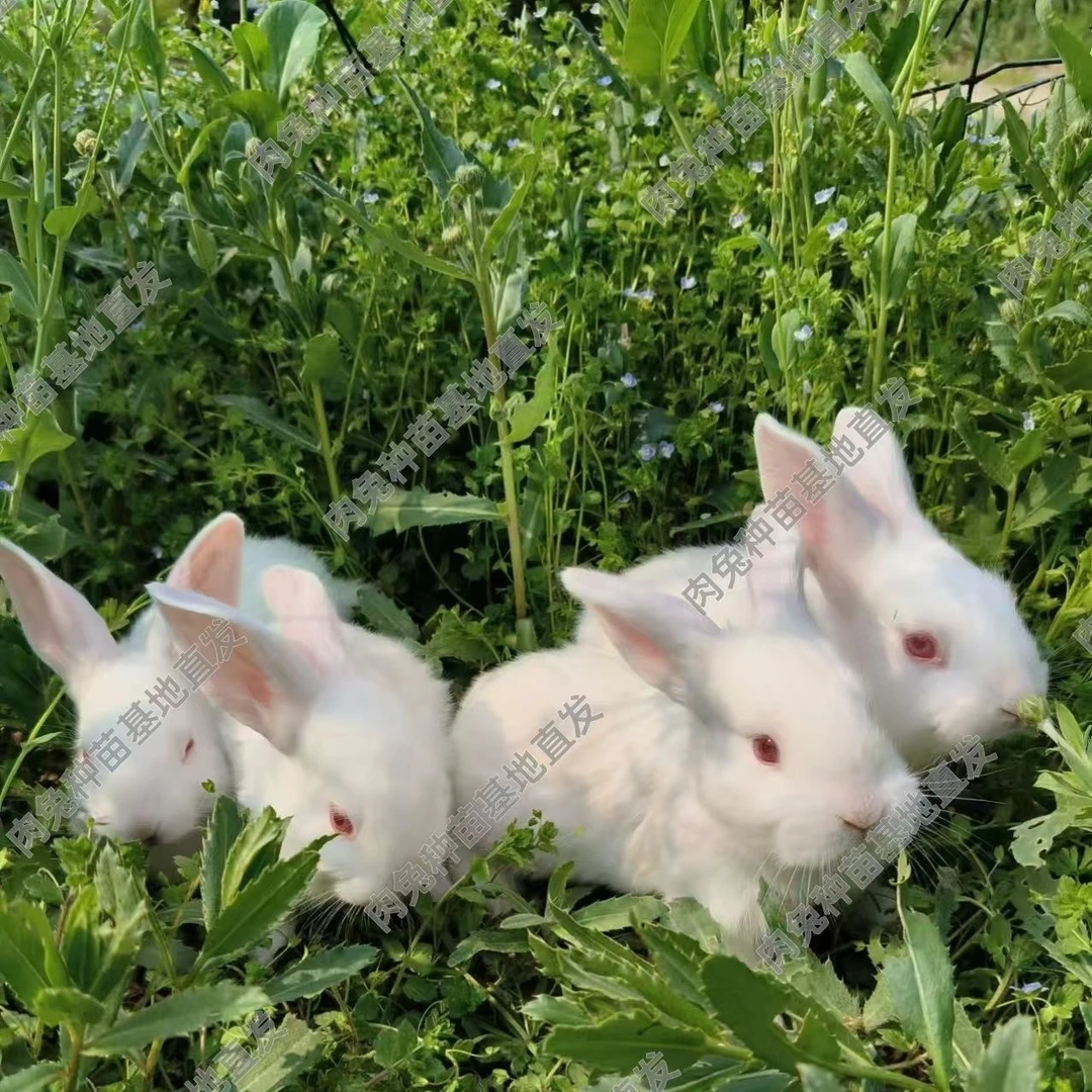 【直播间专用改价链接】肉兔苗兔子活物可繁殖家养宠物兔