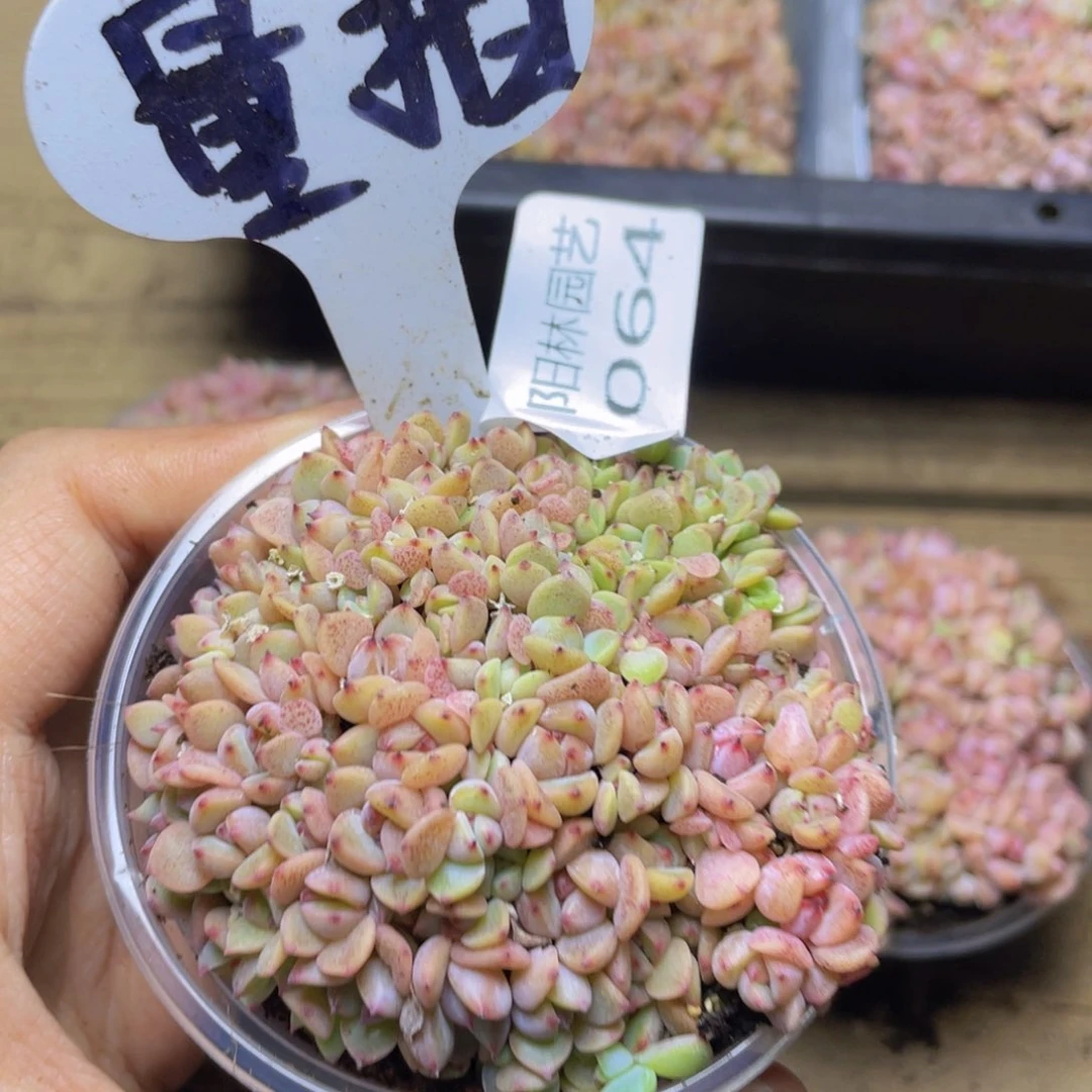 量拍多肉植物多头植物64