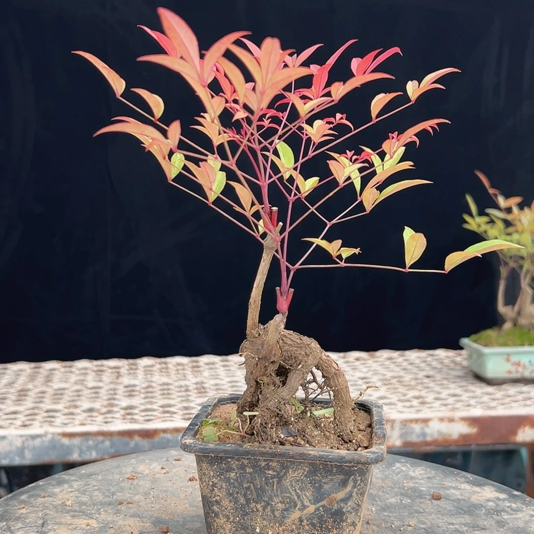 完全开放2222222222222