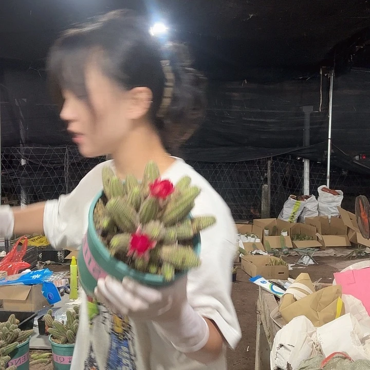 blush （掉头掉崽不售后）