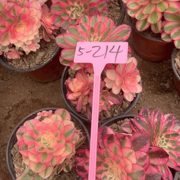 5-214荔枝多肉植物