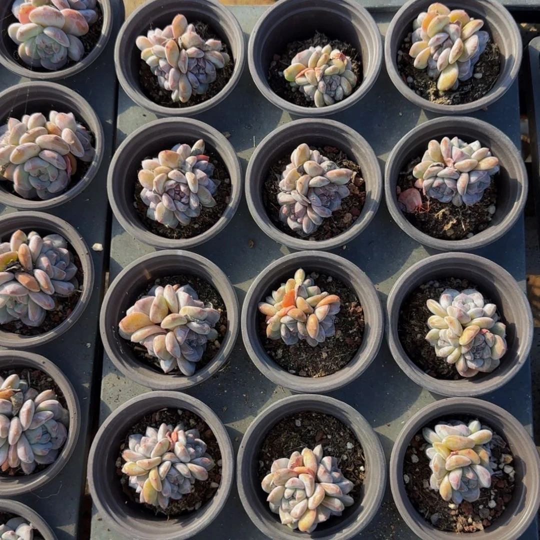 4头标准脸特价福利