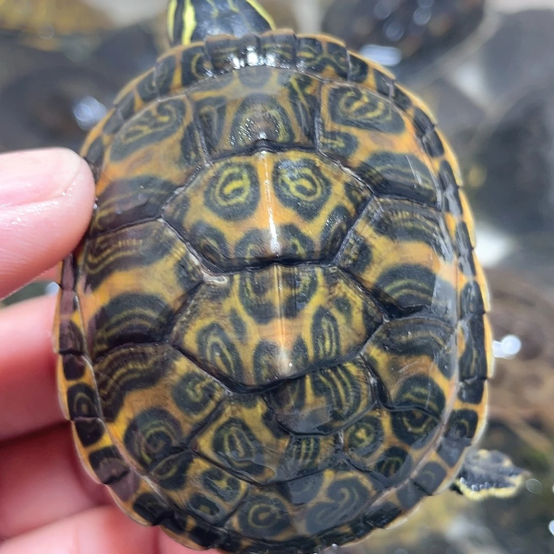 宠物龟不分公母6.3错甲