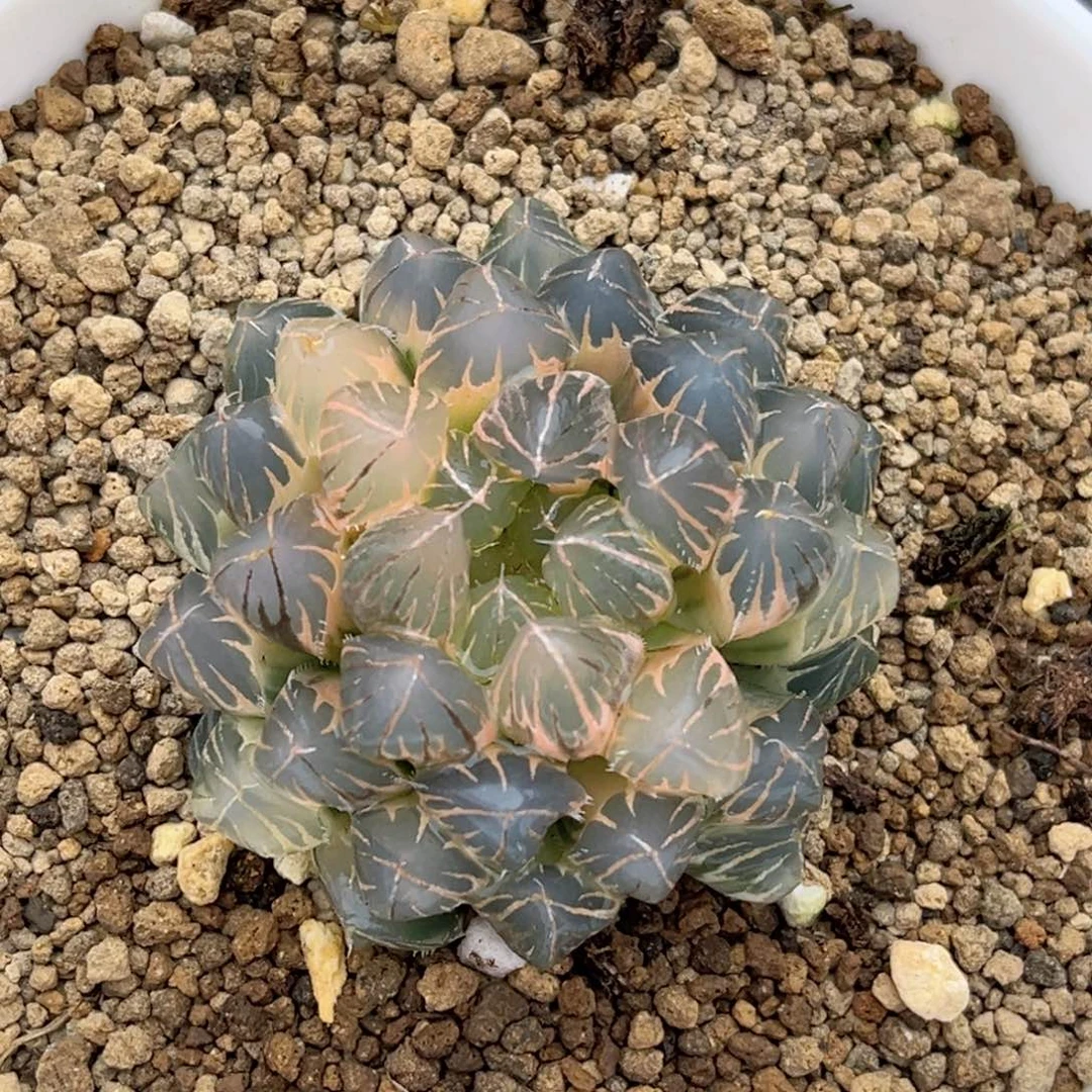 122糊斑霓虹灯玉露锦福利专场