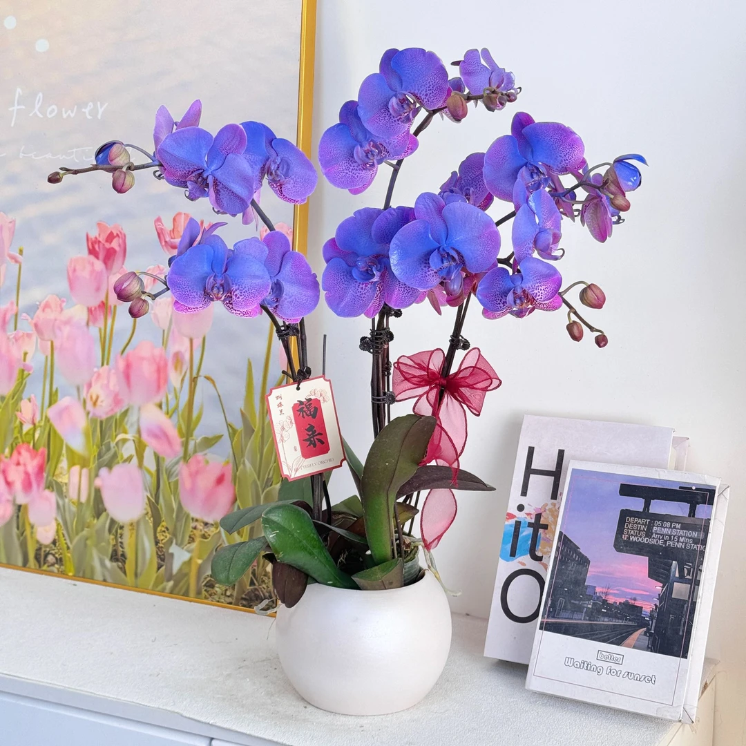 妗画【蓝宝石】梦幻马卡龙蓝紫色系列 苗情稀缺喷色工艺 基地直发