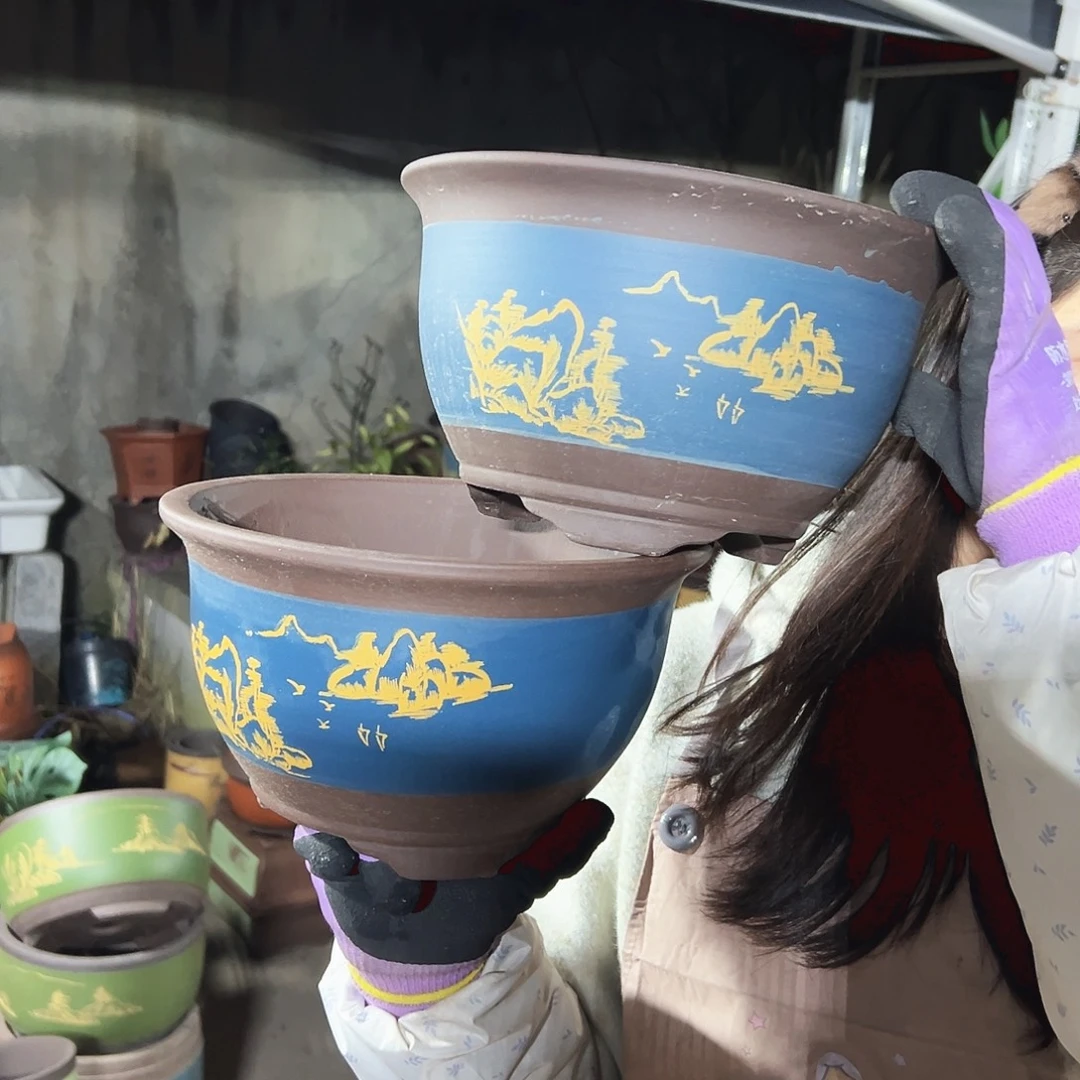 21+21蓝色三角金钟花盆