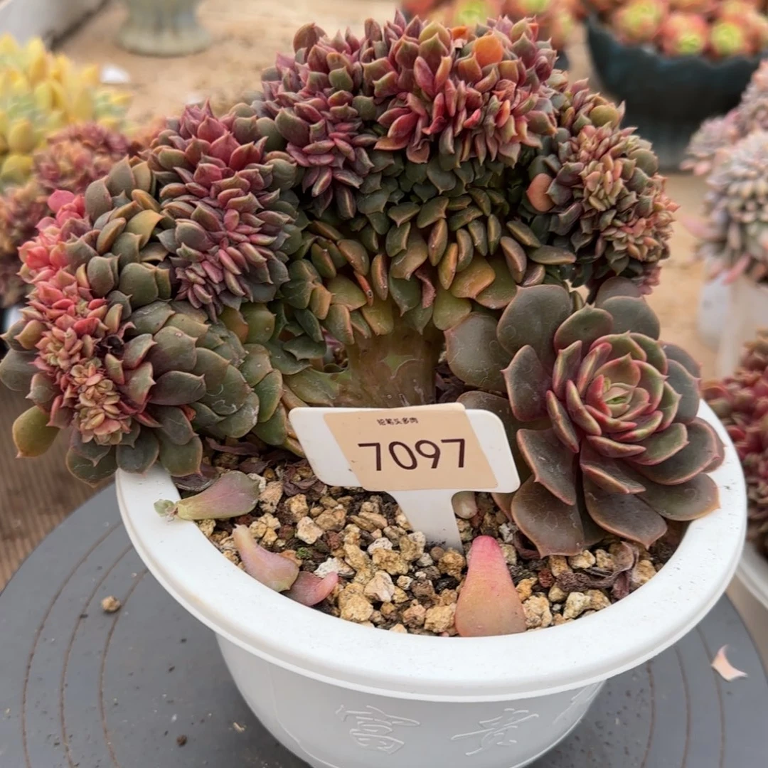 呗***、7097。     大红袍缀多肉