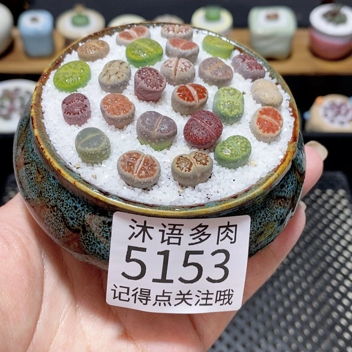 带盆土植物 一物一拍5153