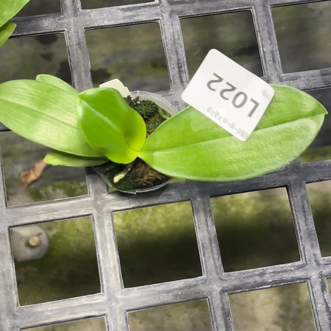 花***落完全开放l022极光1.7