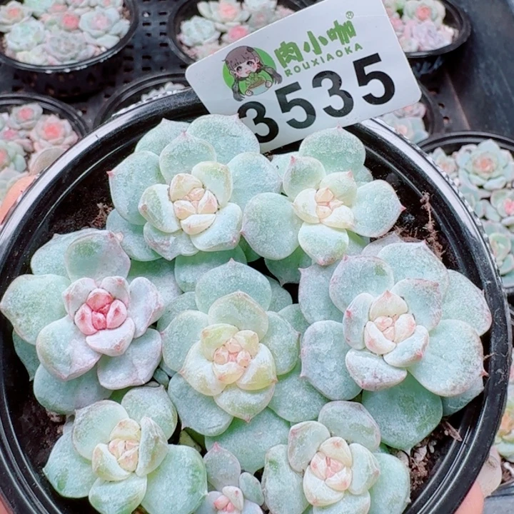 多肉植物多肉植物
