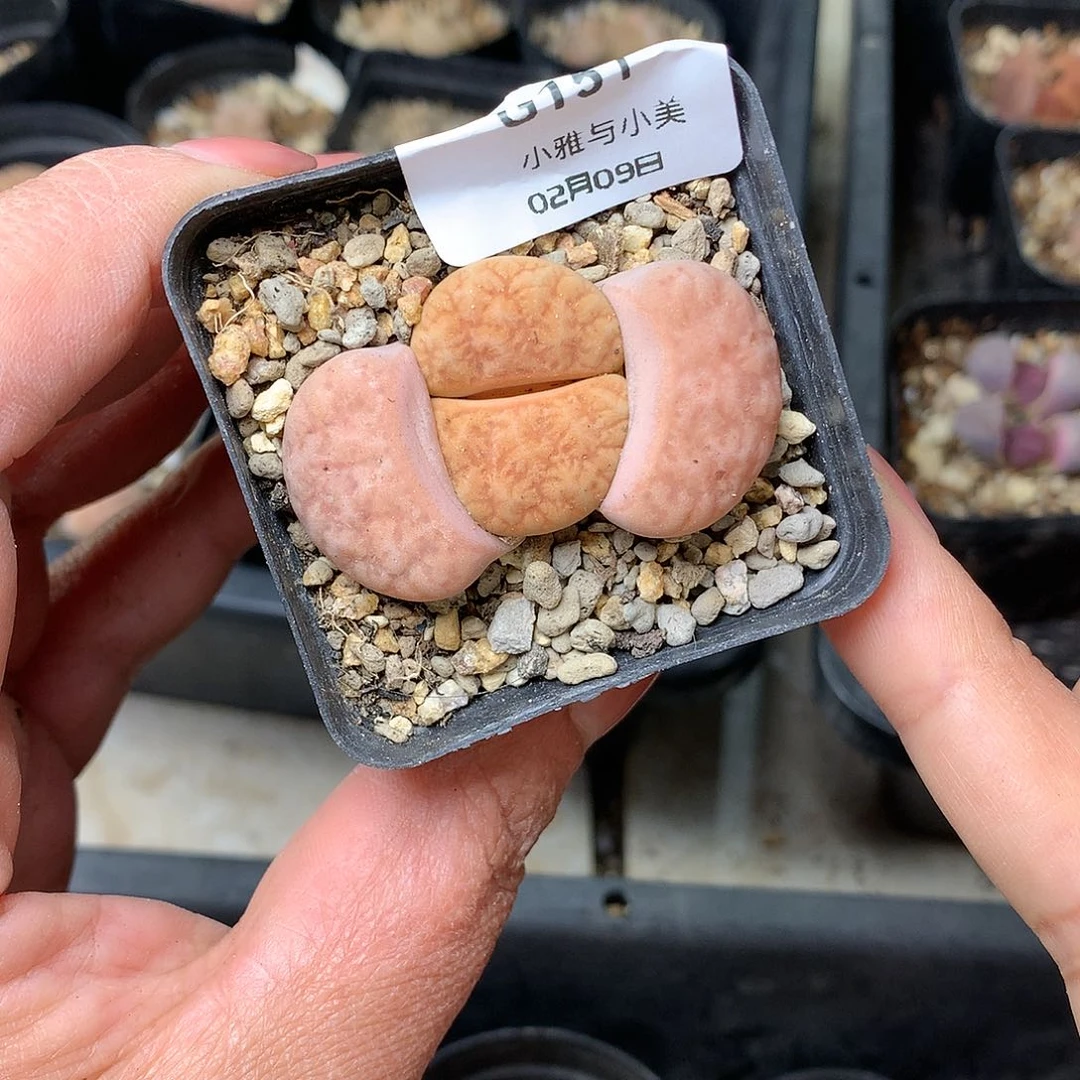 G151多肉植物保护研究所