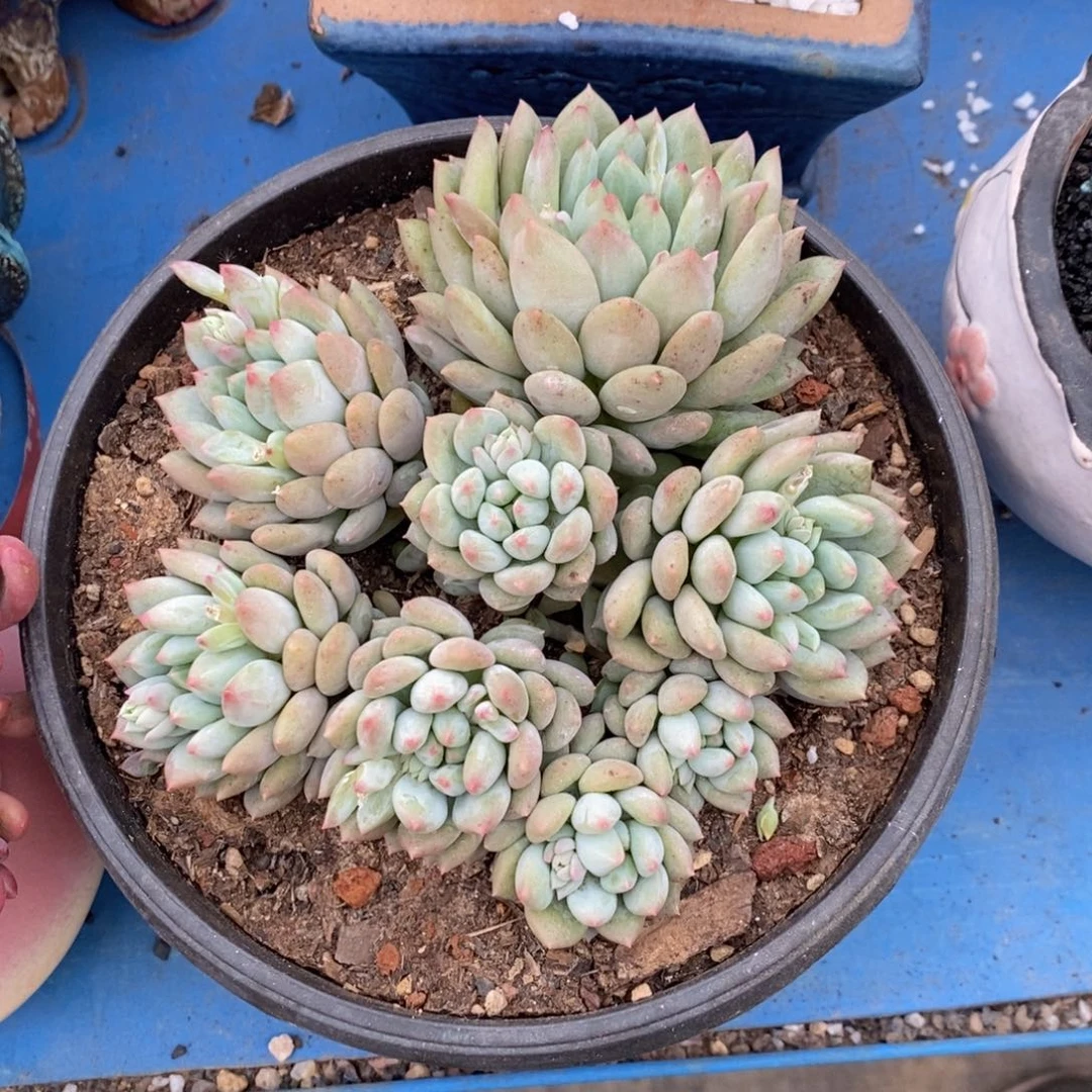 春****子叶子岩字多肉植物