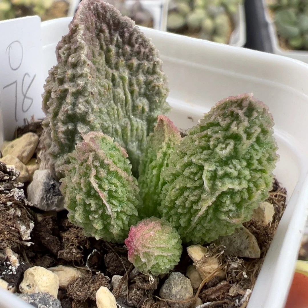 实生新品大苗多肉植物水泡多肉植物