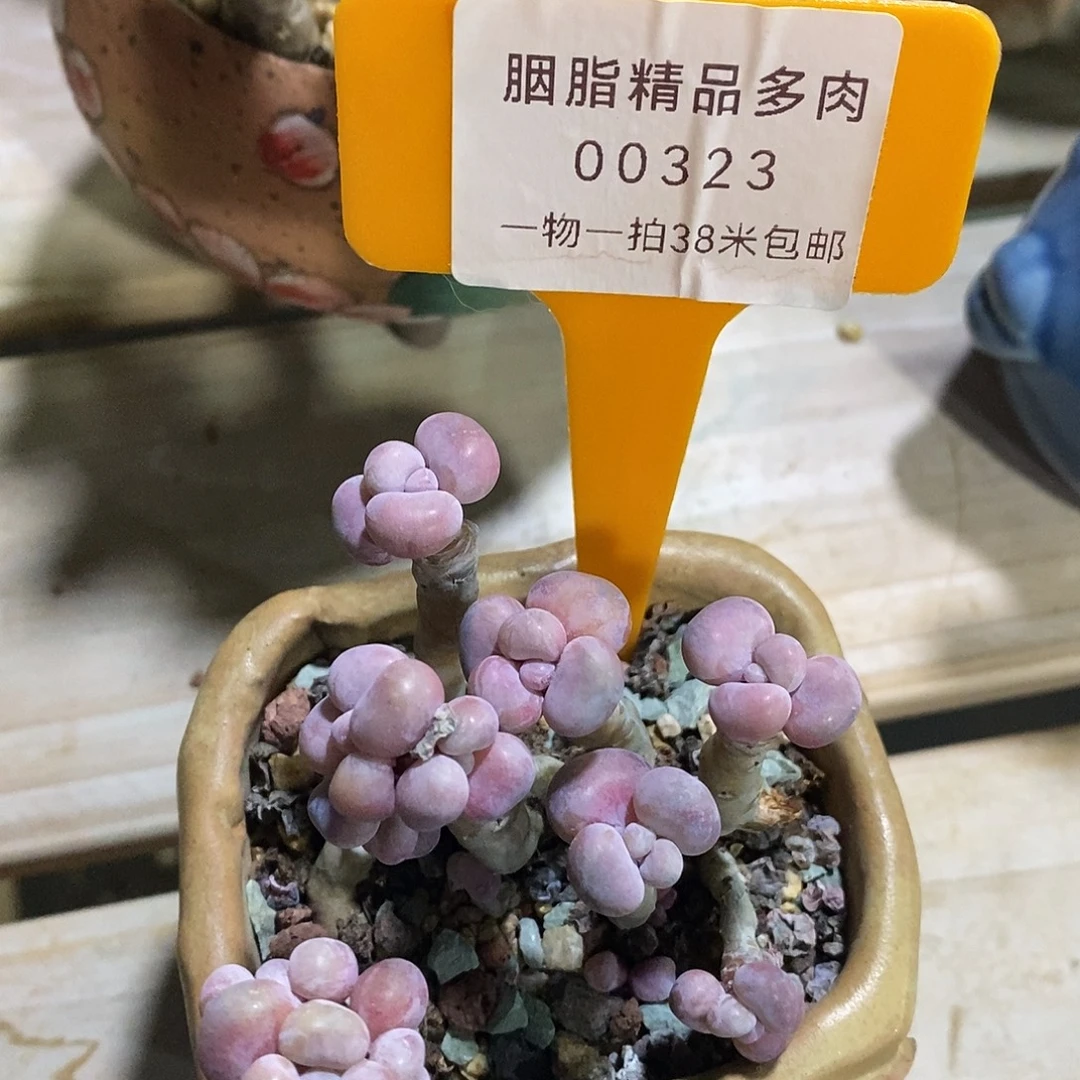 00323凑姐姐也就小雨