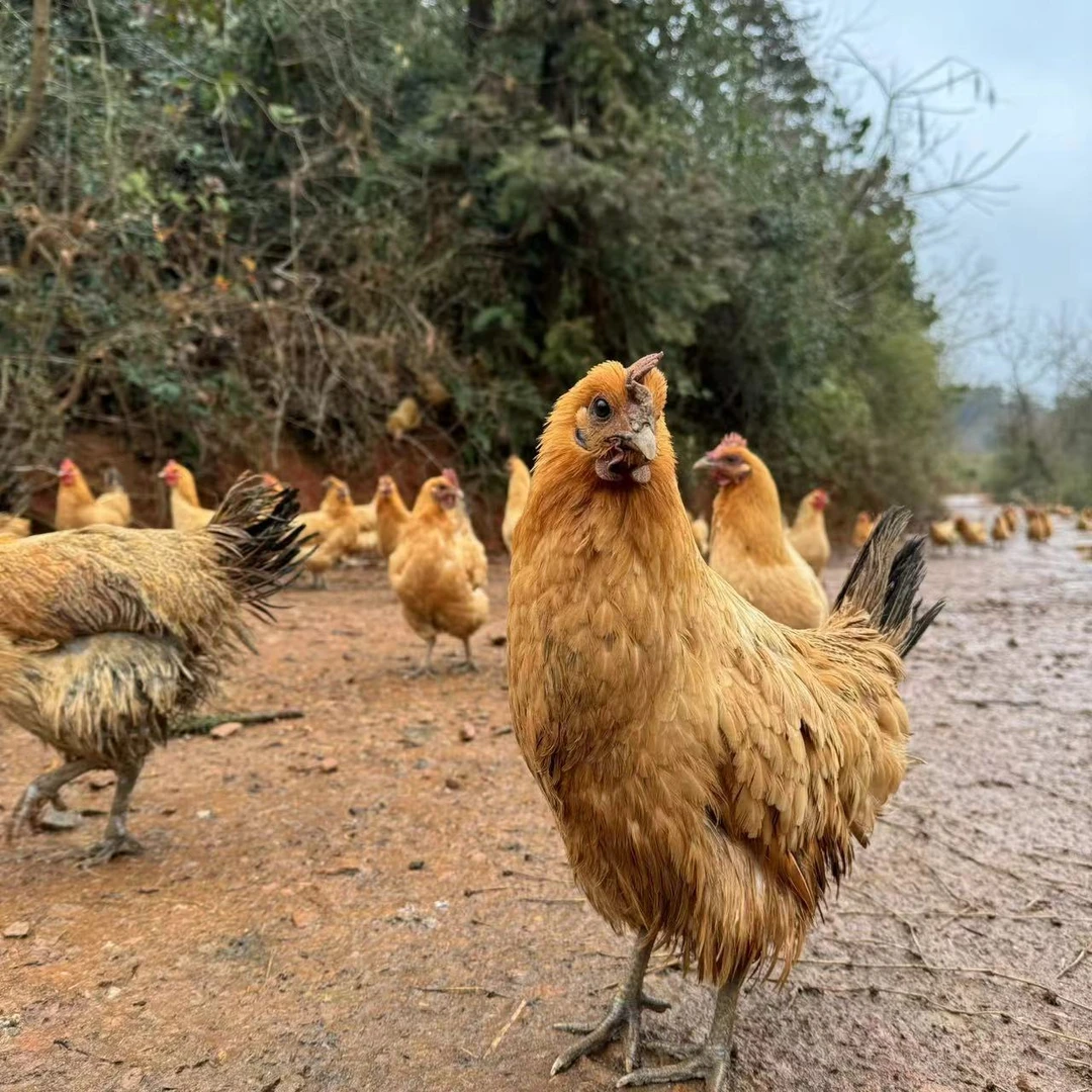 【鸡2只】乡味源散养跑山鸡 毛重3斤多  顺丰冷链包邮 包冰率不含冰