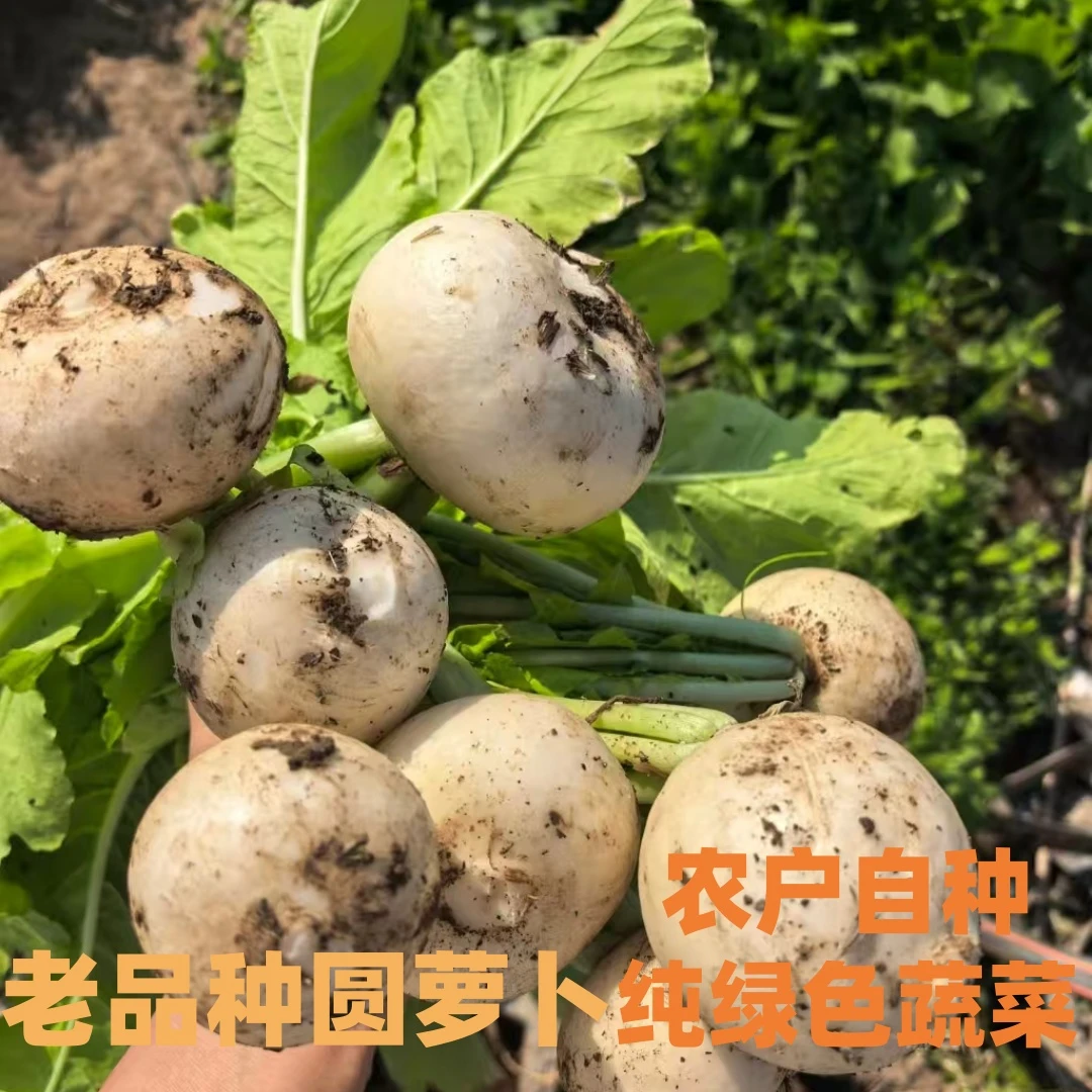 【李书记推荐】老品种圆萝卜农户自种绿色蔬菜现挖现发坏单包赔