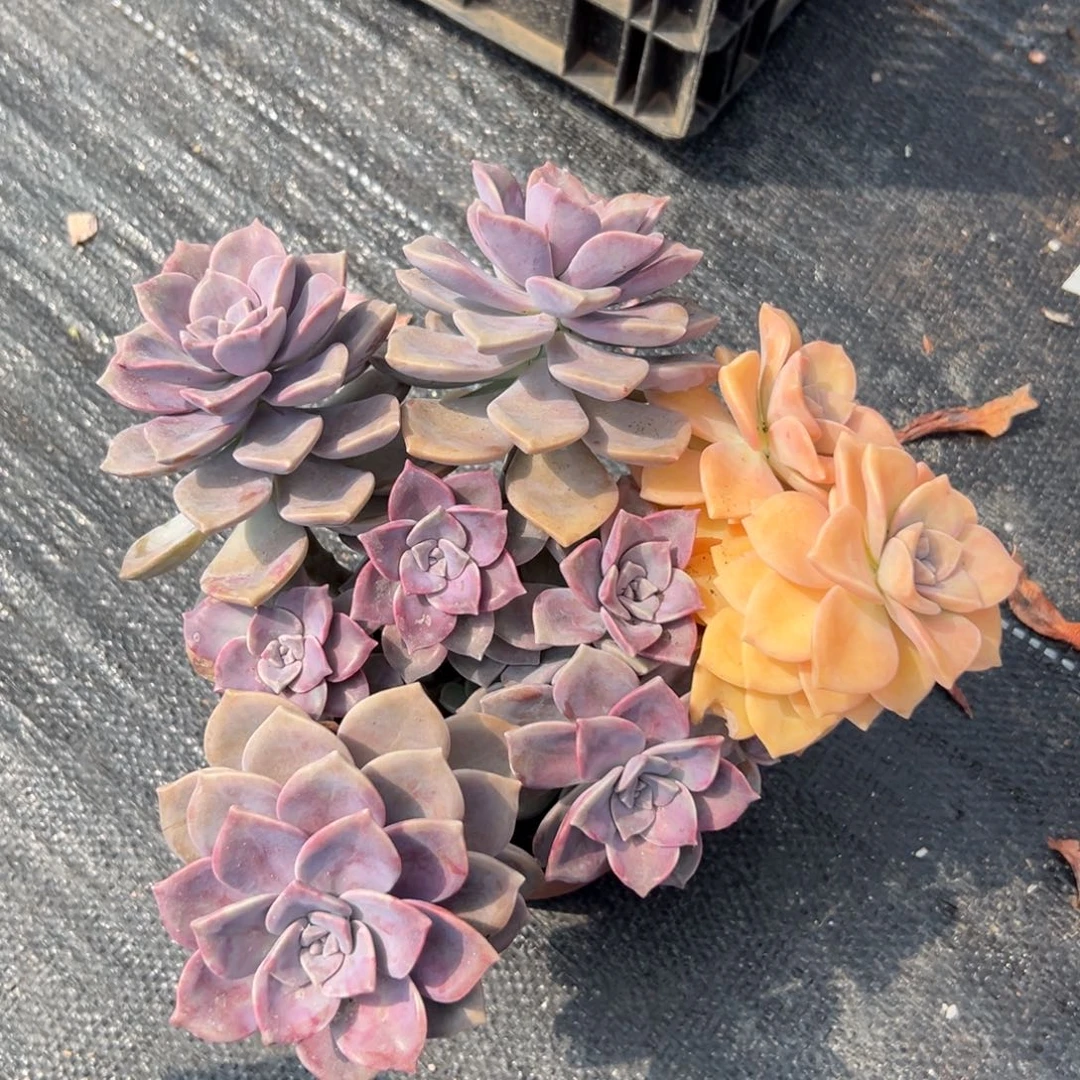 闪购2小群紫乐锦