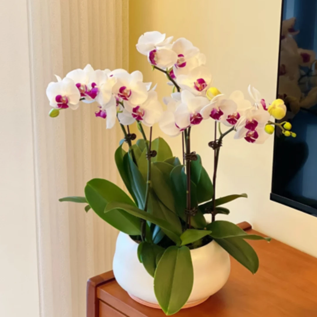 【雪域·蝴蝶兰】花卉室内四季开花