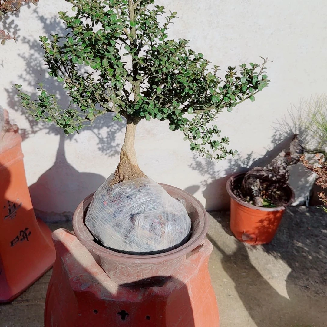 完全开放珍珠黄杨