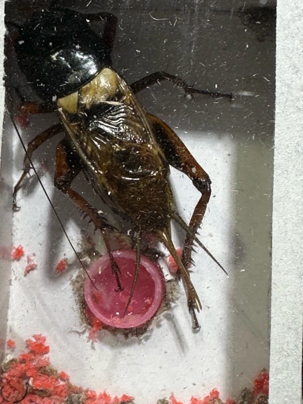 双斑（花镜）爬宠卡片模型