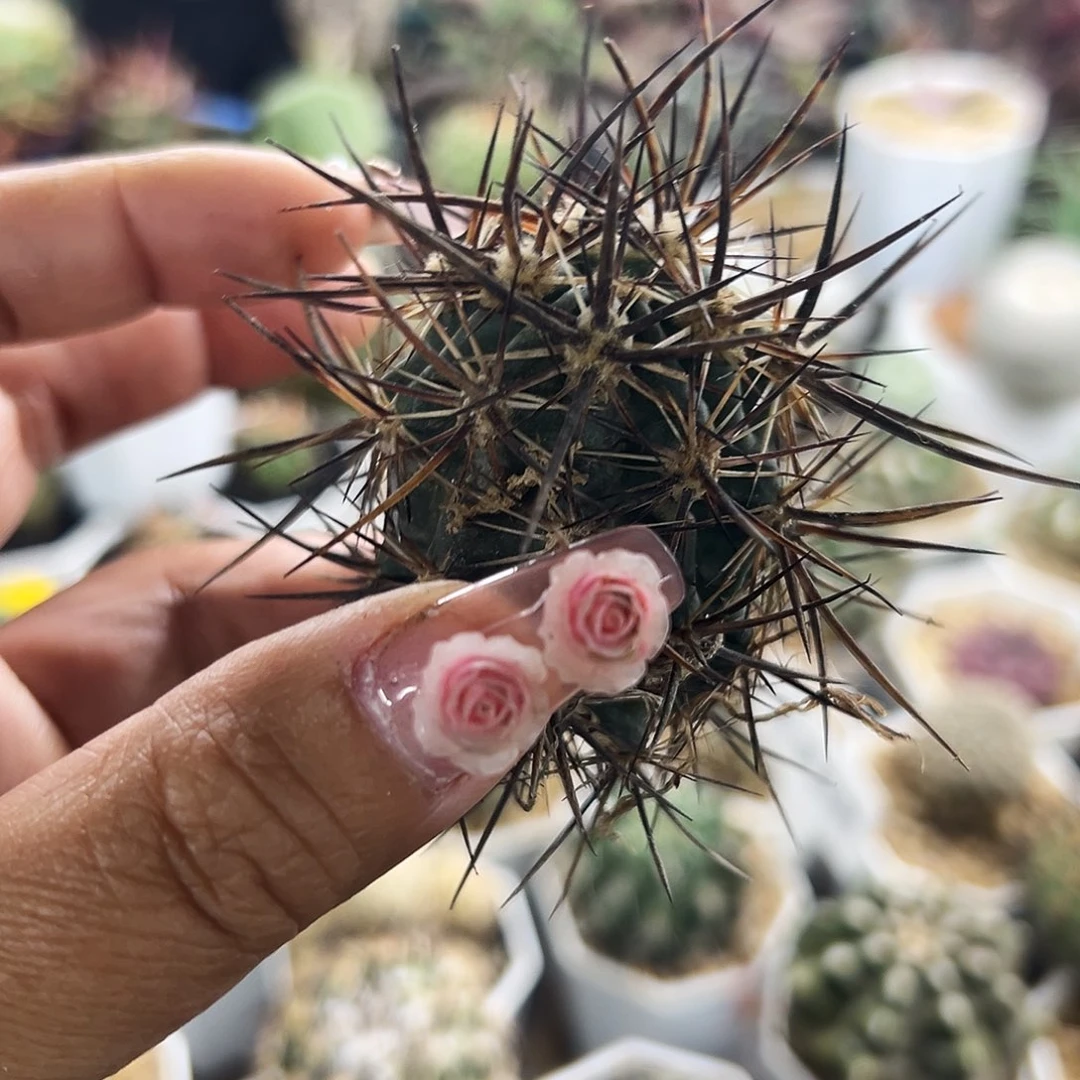 林氏虾仙人球6666666