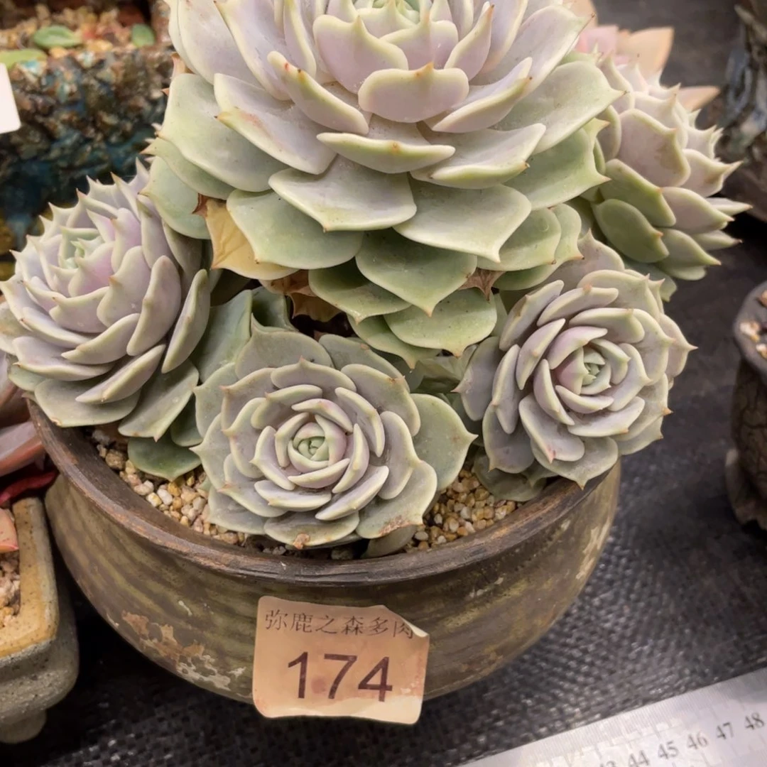 弥鹿之森一物一拍